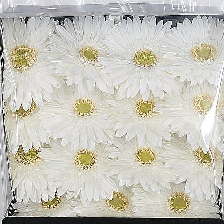 Gerbera Silversnow 45cm | Wholesale Dutch Flowers & Florist