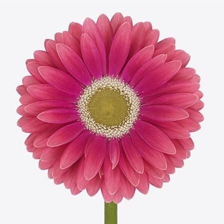 Gerbera Unique x 15 | Wholesale Dutch Flowers & Florist Supplies UK