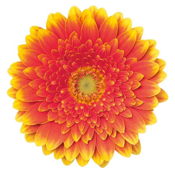 Germini Franky x 60 | Wholesale Dutch Flowers & Florist Supplies UK