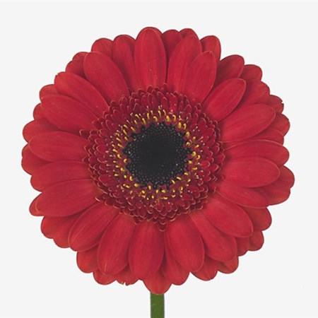 Germini Gustav (Secure Boxed) 45cm | Wholesale Dutch Flowers & Florist ...