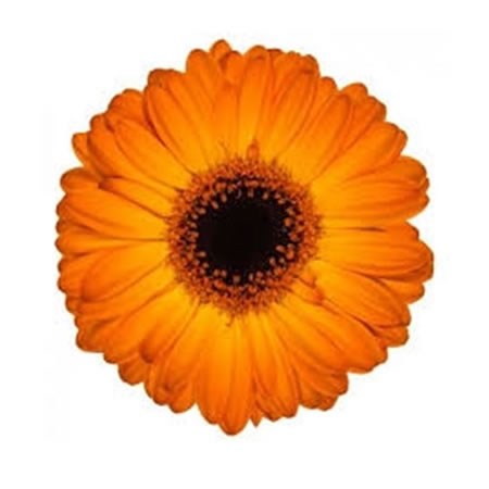 Germini Nacho (Secure Packed) 45cm | Wholesale Dutch Flowers & Florist ...