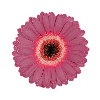 Germini Purple Wonder (Secure Boxed) 50cm | Wholesale Dutch Flowers ...