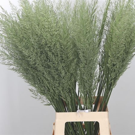 Grey Goose Grass 75cm | Wholesale Dutch Flowers & Florist Supplies UK