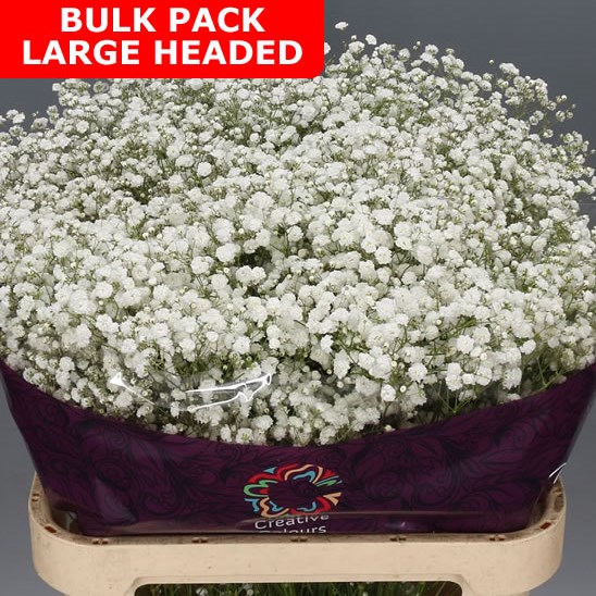 Gypsophila Bulk Pack - Large Headed 70cm