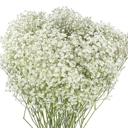 Gypsophila Grandtastic 70cm | Wholesale Dutch Flowers & Florist Supplies UK