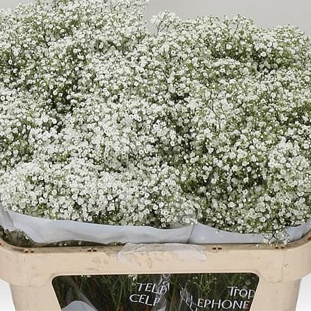 Gypsophila Bulk Pack - Large Headed 70cm