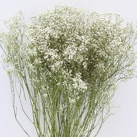 Gypsophila Natural - Dried 70cm | Wholesale Dutch Flowers & Florist ...