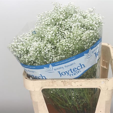 Gypsophila New Love, Baby's Breath New Love