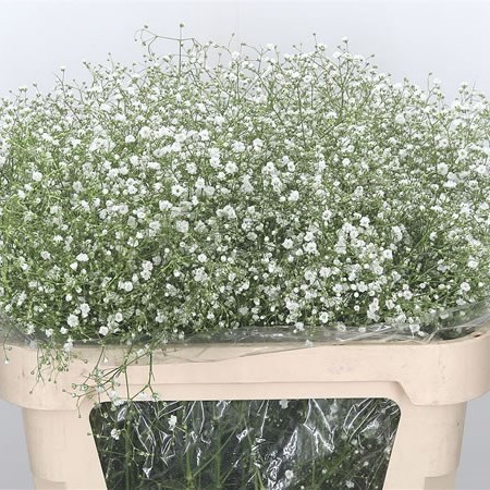 Gypsophila Bulk Pack - Large Headed 70cm