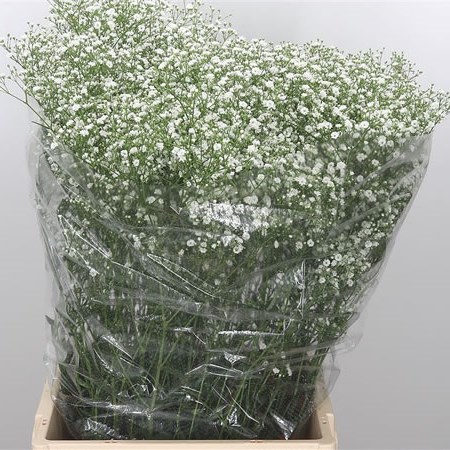 Gypsophila Bulk Pack - Large Headed 70cm