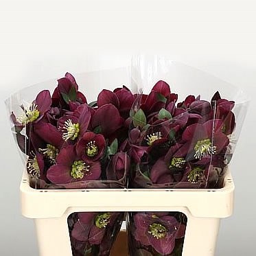 HELLEBORES ANNA'S RED 45cm | Wholesale Dutch Flowers & Florist Supplies UK