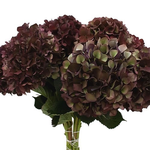 HYDRANGEA CLASSIC MAGICAL RUBY BURGUNDY 80cm | Wholesale Dutch Flowers ...