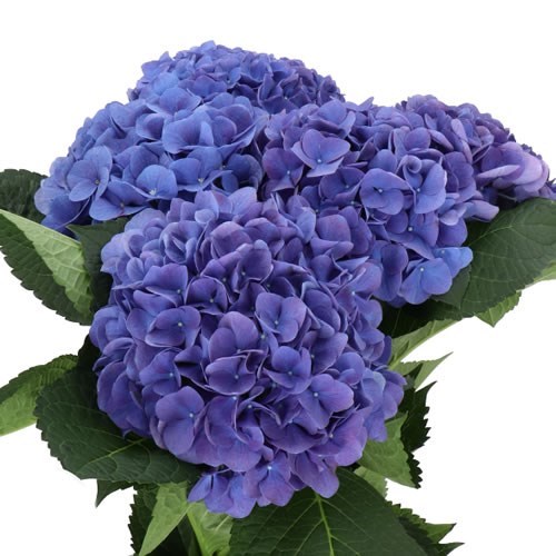 HYDRANGEA FABULOUS ANNE 50cm | Wholesale Dutch Flowers & Florist ...