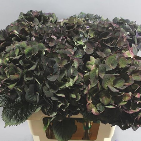 HYDRANGEA MAGICAL CRIMSON CLASSIC 60cm | Wholesale Dutch Flowers