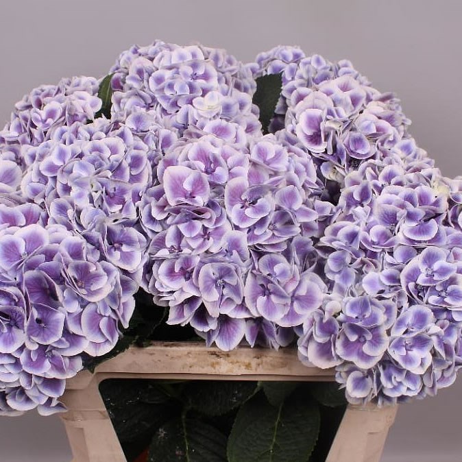 HYDRANGEA MAGICAL HARLEKIJN BLUE 80cm | Wholesale Dutch Flowers ...