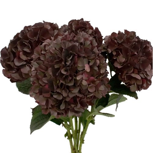 HYDRANGEA MAGICAL RUBY CHOCOLATE CLASSIC 80cm | Wholesale Dutch Flowers ...