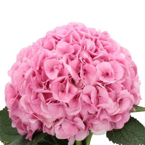 HYDRANGEA MY BEAUTIFUL VIENNA 50cm | Wholesale Dutch Flowers & Florist ...