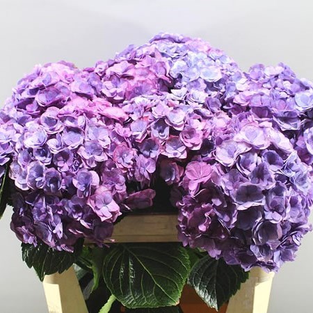 HYDRANGEA ROYAL ANASTASIA 50cm | Wholesale Dutch Flowers & Florist ...