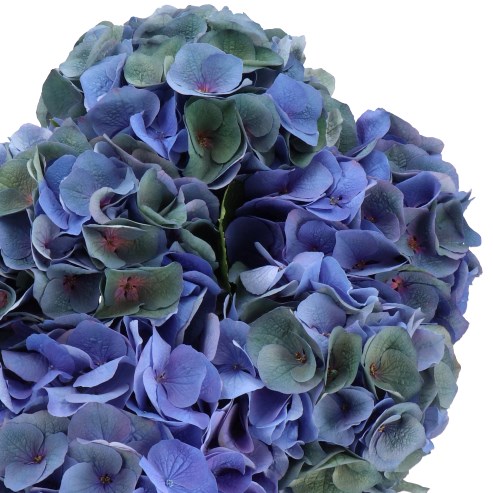 HYDRANGEA ROYAL CROWN CLASSIC 60cm | Wholesale Dutch Flowers & Florist ...