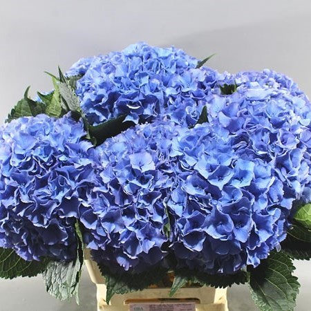 HYDRANGEA ROYAL PARADE 60cm | Wholesale Dutch Flowers & Florist Supplies UK