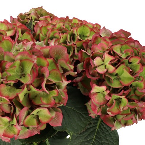 HYDRANGEA SIBILLA CLASSIC GREEN/RED 60cm | Wholesale Dutch Flowers ...