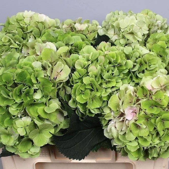 HYDRANGEA VERENA CLASSIC LIGHT GREEN 60cm | Wholesale Dutch Flowers ...