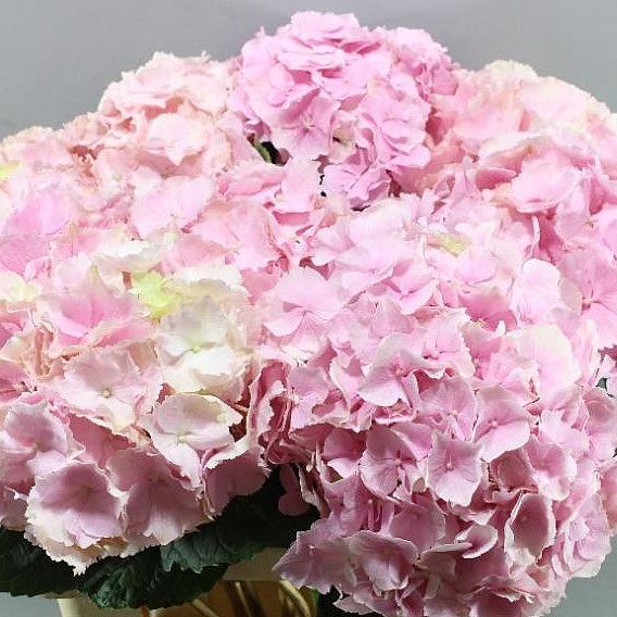 HYDRANGEA VERENA LIGHT PINK 60cm | Wholesale Dutch Flowers & Florist ...