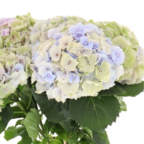 HYDRANGEA VERENA PASTEL CLASSIC 80cm | Wholesale Dutch Flowers ...