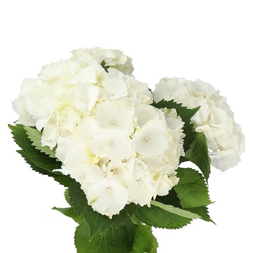 HYDRANGEA WHITE VERENA 65cm | Wholesale Dutch Flowers & Florist Supplies UK