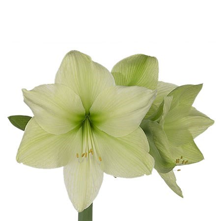 Hippeastrum Luna 80cm | Wholesale Dutch Flowers & Florist Supplies UK