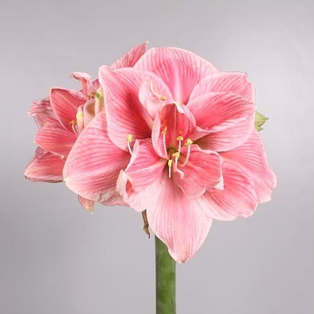 Hippeastrum Sweet Nymph 70cm | Wholesale Dutch Flowers & Florist ...