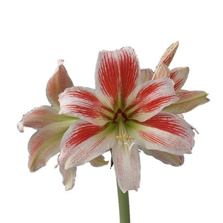 Hippeastrum Twinkle Star 70cm | Wholesale Dutch Flowers & Florist ...