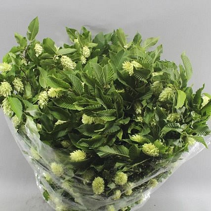 OLIVE BRANCHES 60cm  Wholesale Dutch Flowers & Florist Supplies UK