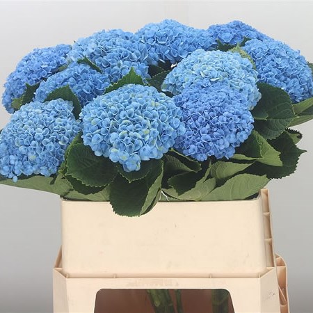 Image of Revolution blue hydrangea 1