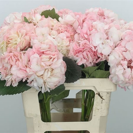 hydrangea pale pink