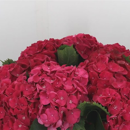 https://www.trianglenursery.co.uk/pictures/products/medium/Hydrangea-Royal-Prestige-50cm.jpg