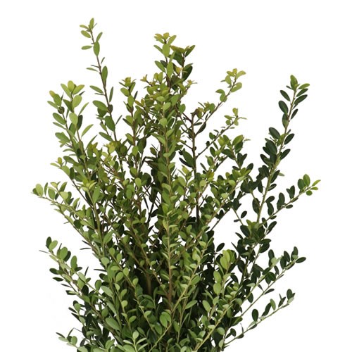 ILEX CRENATA GREEN HEDGE 70cm | Wholesale Dutch Flowers & Florist ...