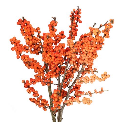 ILEX WINTER GOLD 30cm | Wholesale Dutch Flowers & Florist Supplies UK