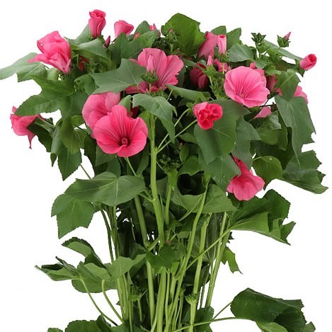 LAVATERA PINK LADY 70cm | Wholesale Dutch Flowers & Florist Supplies UK