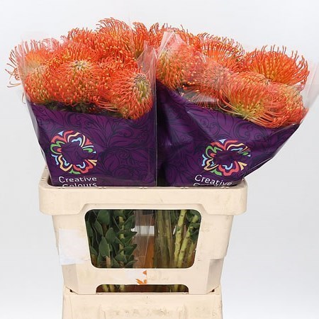 LEUCOSPERMUM (NUTAN) NEENA 40cm | Wholesale Dutch Flowers & Florist ...