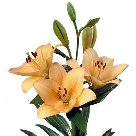 LILY LA MENORCA 95cm 5+ | Wholesale Dutch Flowers & Florist Supplies UK