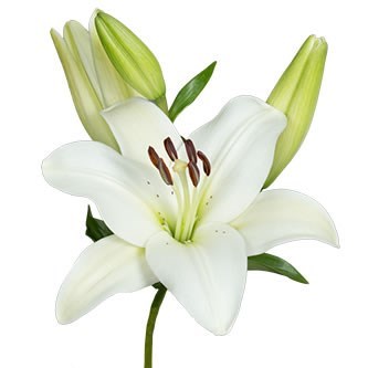 LILY LA. NOVA SCOTIA 90cm 4+ | Wholesale Dutch Flowers & Florist ...