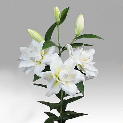 LILY ORIENTAL - BLIZZARD 90cm | Wholesale Dutch Flowers & Florist ...