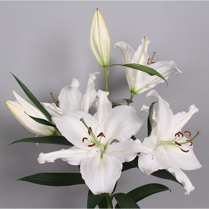 LILY ORIENTAL - CRYSTAL BLANCA 105cm 4+ | Wholesale Dutch Flowers ...