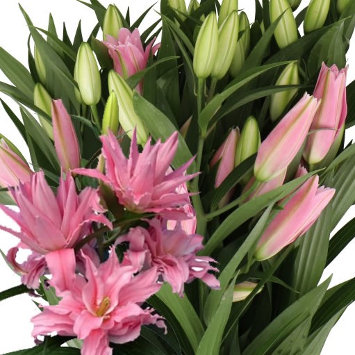 LILY ORIENTAL - DIANTHA 90cm | Wholesale Dutch Flowers & Florist ...