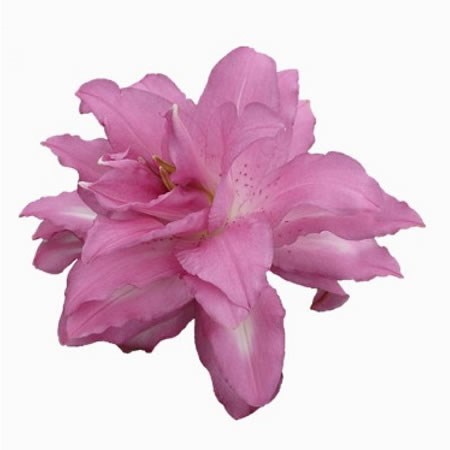 LILY ORIENTAL - DOUBLE LOTUS DREAM 85cm | Wholesale Dutch Flowers & Florist  Supplies UK