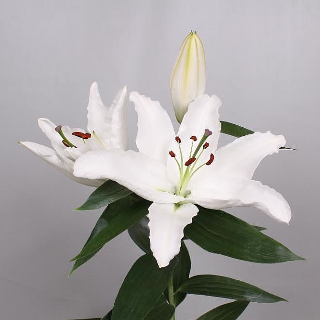 LILY ORIENTAL - ICE DREAMER 95cm 5+ | Wholesale Dutch Flowers & Florist ...