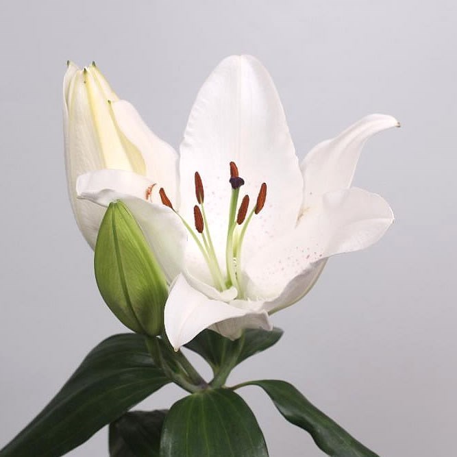 LILY ORIENTAL - LINGERIE 100cm | Wholesale Dutch Flowers & Florist ...