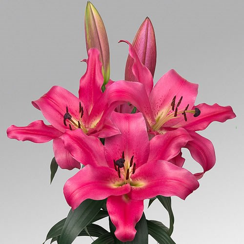 LILY ORIENTAL - NOTTING HILL 80cm 2+ | Wholesale Dutch Flowers