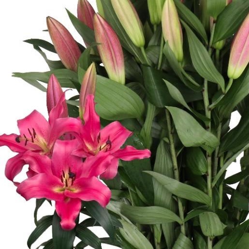 LILY ORIENTAL - NOTTING HILL 95cm 2+ | Wholesale Dutch Flowers ...